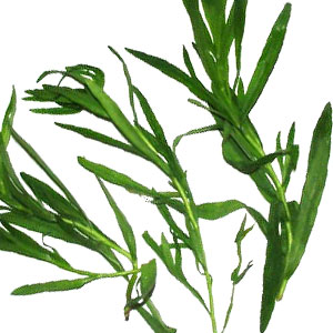 Artemisia dracunculus